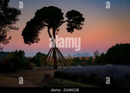 Die Kiefer namens Pi d'en Xandri, in Sant Cugat del Vallès, bei Sonnenaufgang (Vallès Ocidental, Barcelona, Katalonien, Spanien) ESP: El pino d'en Xandri, España Stockfoto