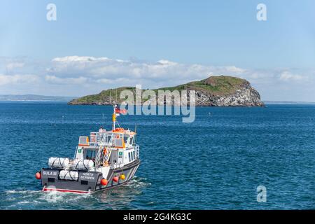 Die Sula auf dem Weg zu einer Besichtigungstour in Richtung Craigleith Island Stockfoto