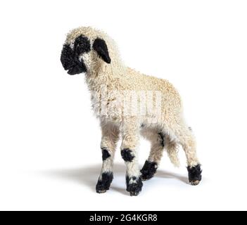 Profil eines lieblichen Lammes Valais Blacknose Schaf drei Wochen Alt Stockfoto