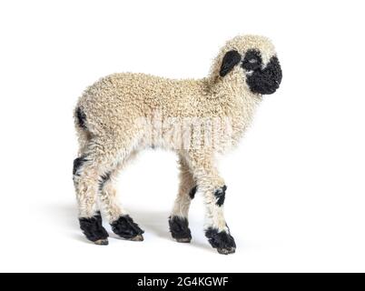 Profil eines lieblichen Lammes Valais Blacknose Schaf drei Wochen Alt Stockfoto