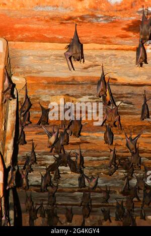 Fledermäuse, die auf dem Dichtungsdach in Kutch, Gujarat, Indien, Historischer Ort Indiens, hängen Stockfoto