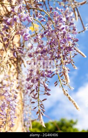 Nahaufnahme von lila Glyzinien Blüten im Garten Stockfoto