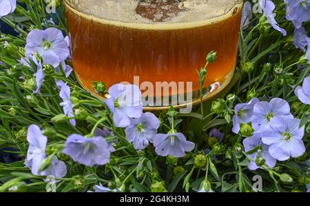 22. Juni 2021, Brandenburg, Dürrenhofe: Ein Glas Leinöl und Blüten aus dem Flachs sind auf der Pressekonferenz zur Öllinsaatblüte der Landwirtschaftsgenossenschaft Unterspreewald z.B. zu sehen Flachs, aus dem die Müller das Spreewälder Leinöl pressen, wächst auf rund 160 Hektar Ackerfläche im Spreewald. Aufgrund des warmen Wetters beginnen die Flachskulturen derzeit zu blühen. Der Leinsamen ist eine traditionelle Kultur des Spreewaldes. Die Produktion von Leinöl ist seit Generationen in der Region verwurzelt. Foto: Patrick Pleul/dpa-Zentralbild Stockfoto