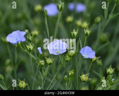 22. Juni 2021, Brandenburg, Dürrenhofe: Blumen und Fruchtkörper aus Flachs sind auf einem Feld der Landwirtschaftsgenossenschaft Unterspreewald z.B. bei der Pressekonferenz zur Öllinsaatblüte zu sehen. Flachs, aus dem die Müller das Spreewälder Leinöl pressen, wächst auf rund 160 Hektar Ackerfläche im Spreewald. Aufgrund des warmen Wetters beginnen die Flachskulturen derzeit zu blühen. Der Leinsamen ist eine traditionelle Kultur des Spreewaldes. Die Produktion von Leinöl ist seit Generationen in der Region verwurzelt. Foto: Patrick Pleul/dpa-Zentralbild/ZB Stockfoto