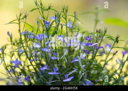 Blaue Lobelia-Pflanze blüht im Garten. Nahaufnahme. Stockfoto