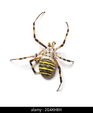 Rückansicht Argiope bruennichi, Wespenkinne, ist eine Art von Orb-Web-Spinne Stockfoto