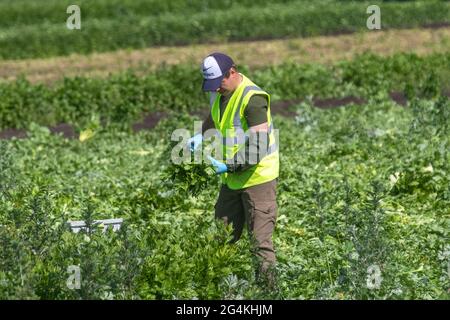 Tarleton, Lancashire. Großbritannien Wetter 22. Juni 2021; Wanderarbeiter aus der Ukraine beginnen am frühen Morgen mit der Ernte von Sellerie, da die Nachfrage nach Salatpflanzen im Supermarkt aufgrund des anhaltenden heißen Wetters steigt. Ukrainische Migranten sind eine riesige Quelle von Arbeitskräften in ganz Europa und stellen die größte Gruppe von Wanderarbeitern auf dem Kontinent dar. Die Arbeitsmigranten der Ukraine, von denen viele über Rekrutierungsfirmen nach Arbeit suchen, arbeiten in erster Linie in Niedriglohnarbeitsplätzen auf Farmen, die Obst und Produkte pflücken. Kredit MWI/AlamyLiveNews Stockfoto