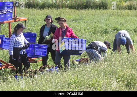 Tarleton, Lancashire. Wetter in Großbritannien 22. Juni 2021; Wanderarbeiter aus der Ukraine beginnen am frühen Morgen mit der Ernte von rotem Salat, da die Nachfrage nach Salatpflanzen im Supermarkt aufgrund des anhaltenden heißen Wetters steigt. Ukrainische Migranten sind eine riesige Quelle von Arbeitskräften in ganz Europa und stellen die größte Gruppe von Wanderarbeitern auf dem Kontinent dar. Die Arbeitsmigranten der Ukraine, von denen viele über Rekrutierungsfirmen nach Arbeit suchen, arbeiten in erster Linie in Niedriglohnarbeitsplätzen auf Farmen, die Obst und Produkte pflücken. Kredit MWI/AlamyLiveNews Stockfoto