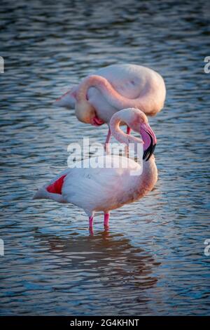 Nahaufnahme zweier großer Flamingos (Phoenicopterus roseus) in der Camargue, Bouches du Rhone, Südfrankreich Stockfoto