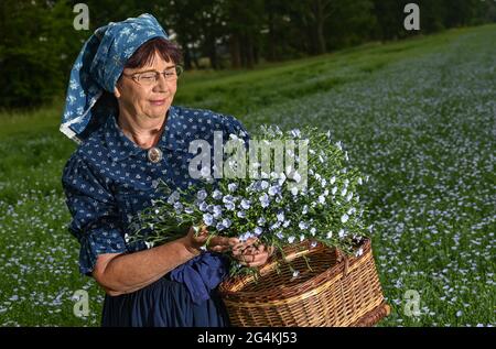 22. Juni 2021, Brandenburg, Dürrenhofe: Gisela Christl (Spreewald Christl) steht in sorbisch-wendischem Arbeitskostüm am Rande einer Pressekonferenz zur Ölflachsblüte auf einem Feld der Landwirtschaftsgenossenschaft Unterspreewald z.B. mit blühendem Ölflachs. Flachs, aus dem die Müller das Spreewald-Leinöl pressen, wächst auf rund 160 Hektar Ackerland im Spreewald. Aufgrund des warmen Wetters beginnen die Flachskulturen derzeit zu blühen. Der Leinsamen ist eine traditionelle Kultur des Spreewaldes. Die Produktion von Leinöl ist seit Generationen in der Region verwurzelt. Stockfoto