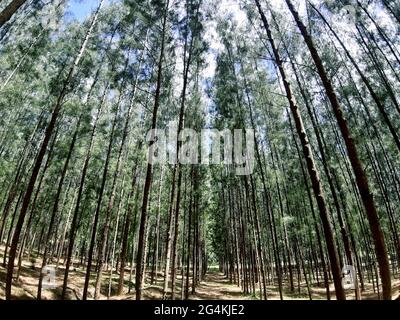 Nadelwald. Sommerlandschaft zur Dekoration. Fichtenwald, Schreinerei, Kiefernwald, Kiefer. Stockfoto