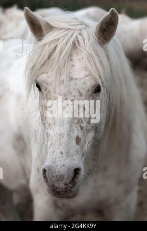 Nahaufnahme eines wunderschönen Camargue-Pferdes Stockfoto