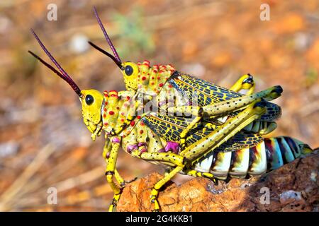 Green Milkweed Locust, African Bush Grasshopper, Phymateus viridipes, Kruger National Park, Südafrika, Afrika Stockfoto