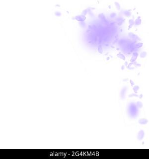 Violette Blütenblätter fallen herunter. Fein romantisch f Stock Vektor