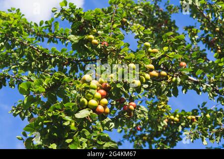 Pflaumenbaum Äste mit grünen und reifen Früchten mit blauem Himmel Hintergrund. Stockfoto