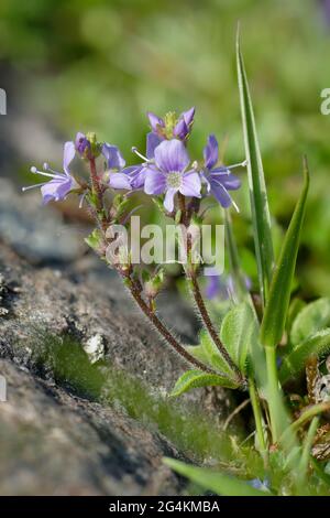 Heath Speedwell - Veronica officinalis, saure Graslandblume Stockfoto