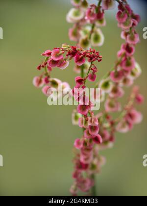 Rumex crispus, Dock Blume Spike, rot in der Sonne. Naturkraut-Makro. Stockfoto