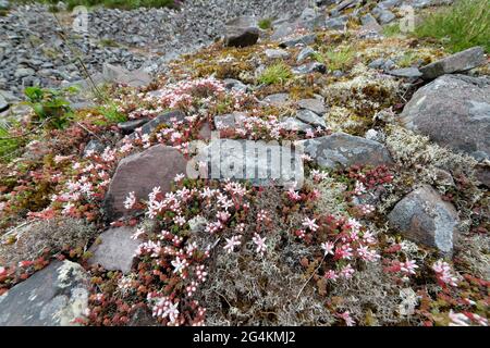 Englisch Stonecrop - Sedum anglicum, wächst auf Felsgestein bei Hurlstone Combe, Exmoor, Somerset Stockfoto