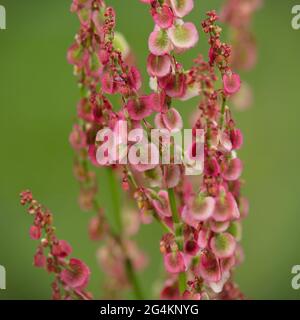 Rumex crispus, Dock Blume Spike, rot in der Sonne. Naturkraut-Makro. Stockfoto