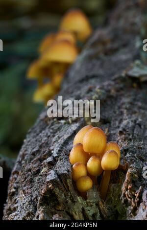 ungenießbare Pilz wächst in Wäldern, Mitteleuropa, Mycena renati Stockfoto