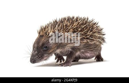 Walking junger europäischer Igel, der auf weiß isoliert auf die Kamera schaut Stockfoto