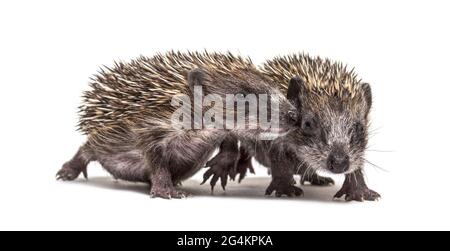 Zwei junge europäische Igel spielen zusammen Stockfoto