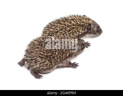 Zwei junge europäische Igel spielen zusammen Stockfoto