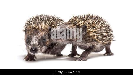 Zwei junge europäische Igel spielen zusammen Stockfoto