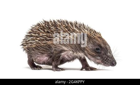 Junger europäischer Igel, isoliert auf Weiß Stockfoto