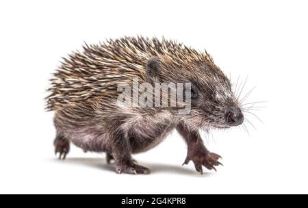 Walking junger europäischer Igel, der auf weiß isoliert auf die Kamera schaut Stockfoto