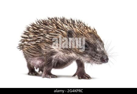 Walking junger europäischer Igel, der auf weiß isoliert auf die Kamera schaut Stockfoto