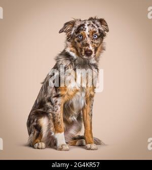Puppy Miniatur americain Schäferhund rot Merle sitzend, sechs Monate alt Stockfoto