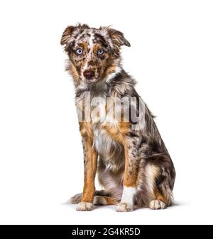 Puppy Miniatur americain Schäferhund rot Merle sitzend, sechs Monate alt, isoliert Stockfoto