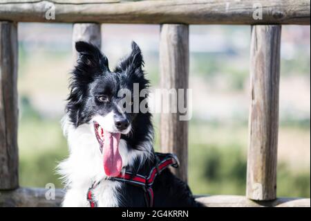 Porträt eines Border Collie Welpe auf einem hölzernen Pavillon Zaun mit dem Hintergrund unscharf Stockfoto