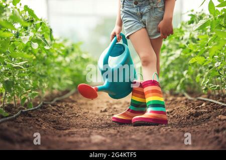 Kleines Mädchen, junge Farmerin mit bunten Stiefeln, die Tomatenpflanzen im Gewächshaus berühren Stockfoto