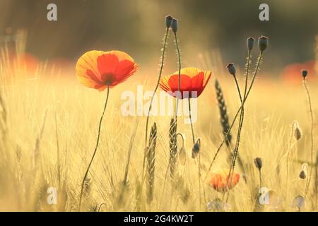 Mohnblumen auf dem Feld bei Sonnenuntergang Stockfoto