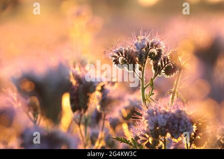 Lacy Phacelia im Feld bei Sonnenaufgang Stockfoto