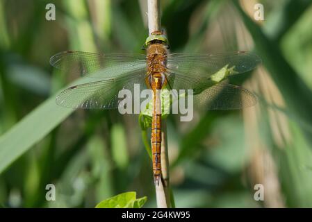 Ein Norfolk Hawker, auch bekannt als Green-eyed Hawker, Aeshna gleichschenklig, ruht in der Sonne auf einem Schilfstiel. Stockfoto