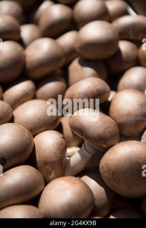 Pilze, typischer Markt namens Fera 'o Luni, Catania, Sizilien, Italien, Europa Stockfoto