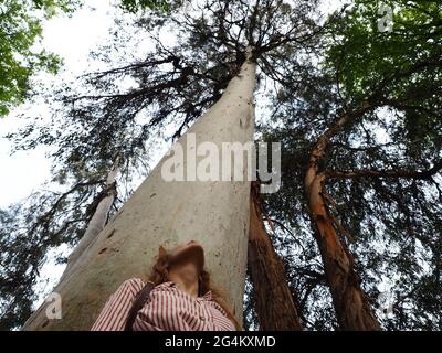 Das Mädchen blickt auf den Stamm eines hohen Eukalyptusbaums, der im Reservat wächst. Ansicht von unten Stockfoto