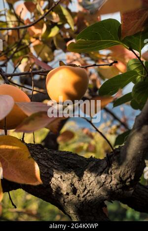 Kaki am Baum Stockfoto