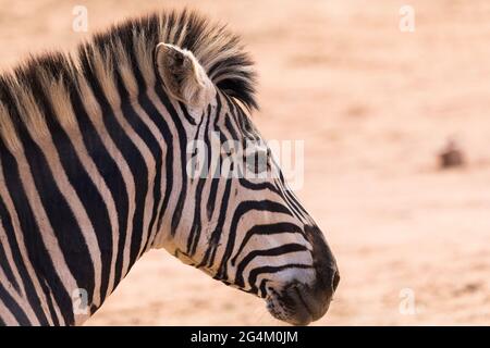 Zebra Gesicht oder Kopf Nahaufnahme in Profil oder Seite auf in der Wildnis von Südafrika Stockfoto