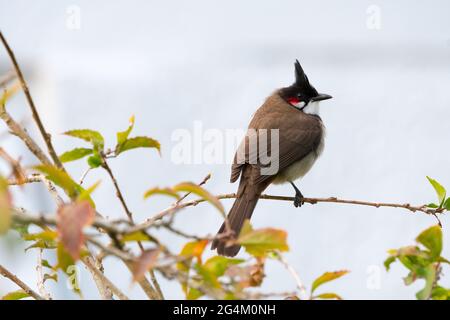 Rotflüsteriger Bulbul (Pycnonotus jocosus) oder Haubenbulbul ist ein Singvögel, der auf einem Zweig in Mauritius in der Nähe thront Stockfoto