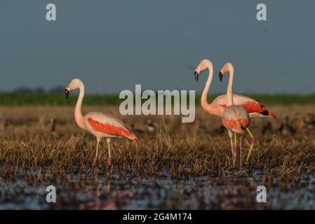 Flamingos strömen in die Lagune von Pampas, Provinz La Pampa, Patagonien, Argentinien. Stockfoto