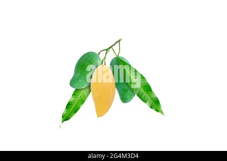Einzelne gelbe reife Mango zwischen der grünen rohen Mango und der grünen hinterlässt den gleichen Ast auf weißem Hintergrund. Stockfoto