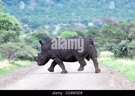 Südafrika, wo Nashorn aus Angst vor Wilderns rennt Stockfoto