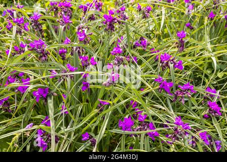 Kleine lila blühende tradescantia Pflanze in einem Garten. Stockfoto