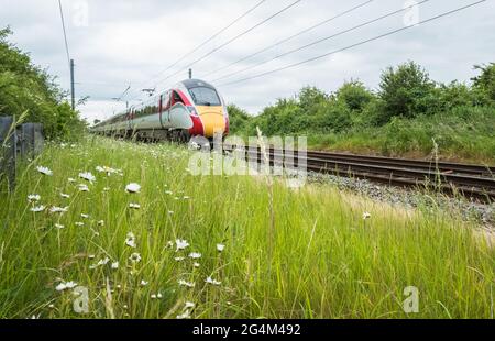 Der neue elektrische LNER Azuma-Zug, der auf der East Coast Mainline, England, Großbritannien und exeye-Gänseblümchen eingesetzt wird. Stockfoto