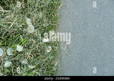 Gemäht, ausgetrocknet flauschig Taraxacum Löwling auf dem Rasen und asphaltierten Bürgersteig, an einem Sommertag. Speicherplatz kopieren. Draufsicht. C Stockfoto