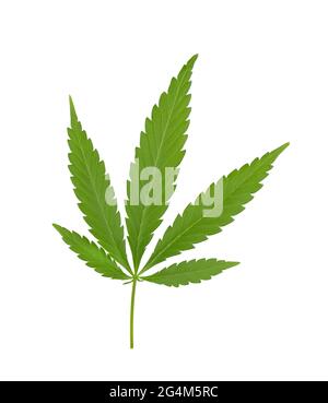 Cannabisblatt isoliert auf weißem Hintergrund. Hanfblatt aus nächster Nähe. Marihuana grünes Blatt. Stockfoto